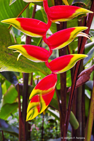 Heliconia Rostrata