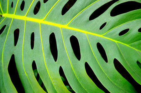 Leaf with patterns