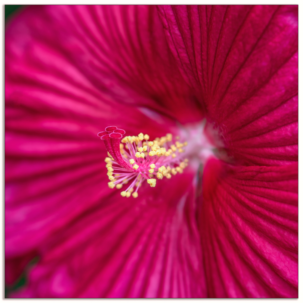 Bold Hibiscus  