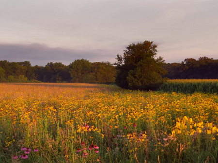 Country Wildflower Field
