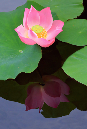 Pink Lotus Reflection