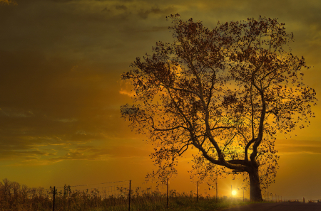 Golden Dusk