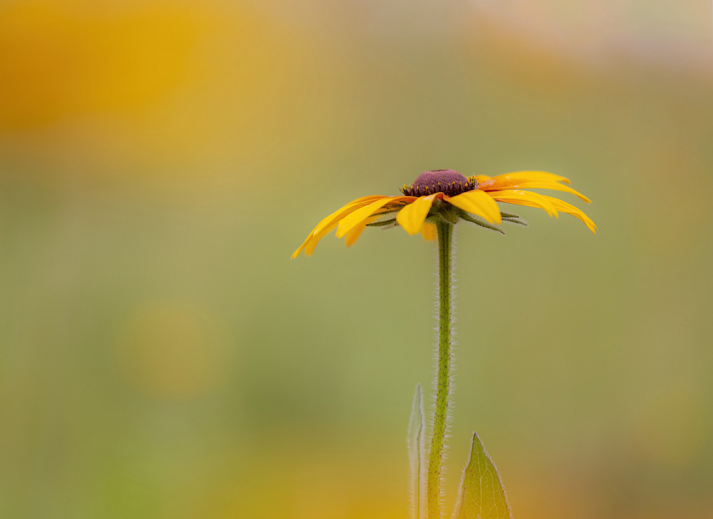 Lone Coneflower