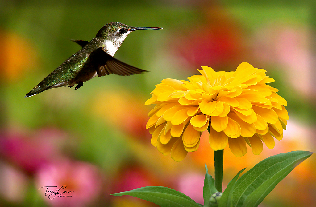 Hovering in the Zinnias