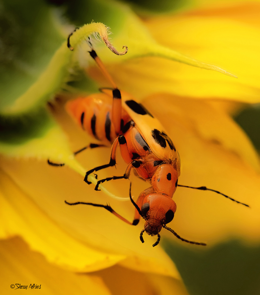Bug in Sunflower - ID: 15847760 © Sherry Karr Adkins