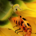 2Bug in Sunflower - ID: 15847760 © Sherry Karr Adkins