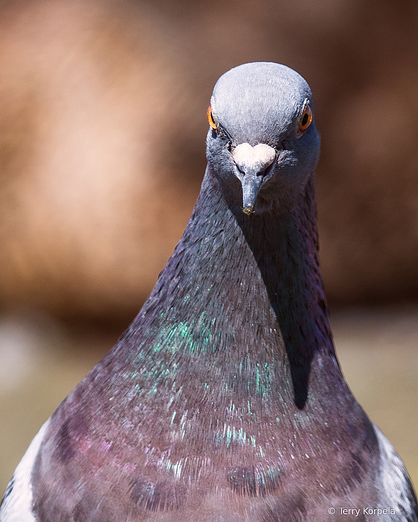 Rock Pigeon Portrait