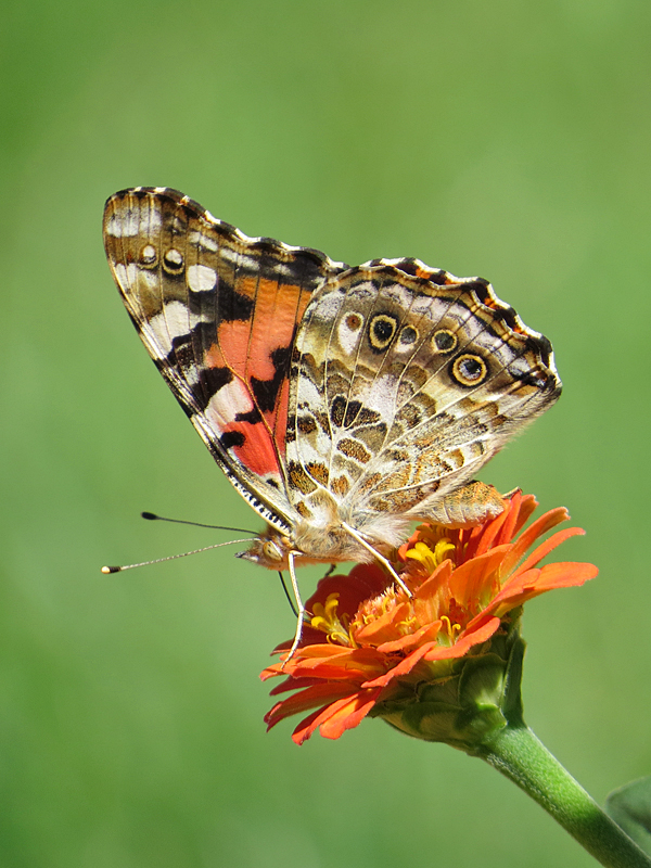 Painted Lady