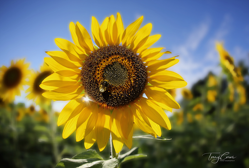 A Sunny Flower Day