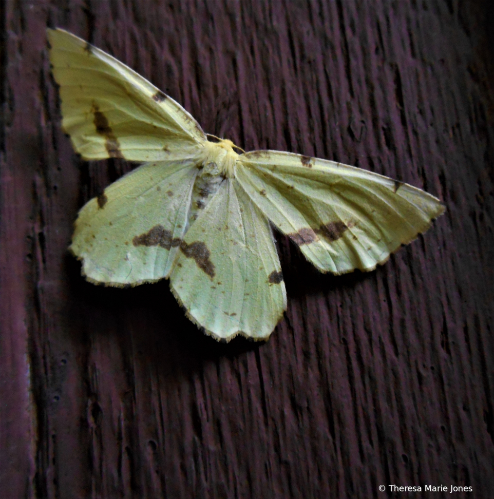 False Crocus Moth - ID: 15847804 © Theresa Marie Jones