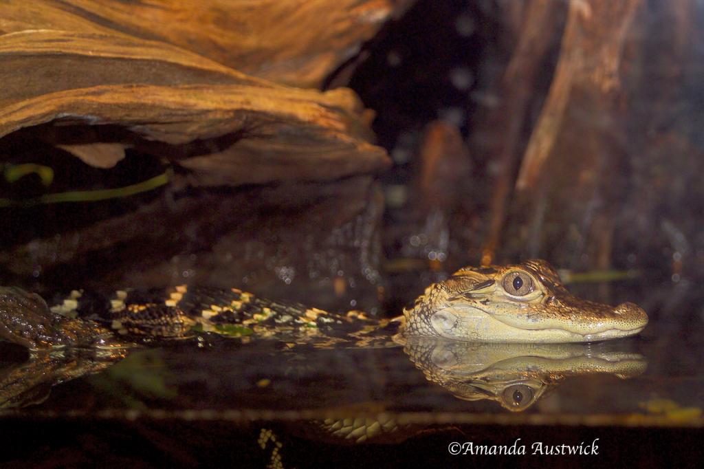 Baby Alligator in Aquarium