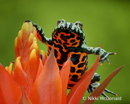 Fire-bellied Toad