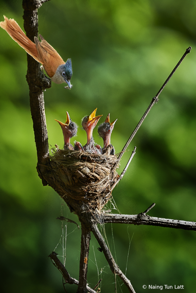 Hungry birds