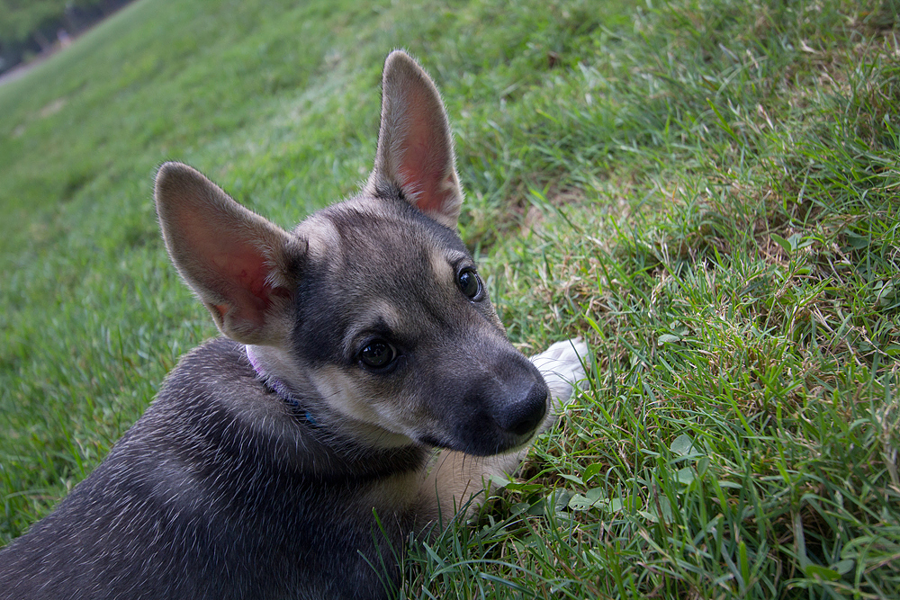 Our Pup, Loki