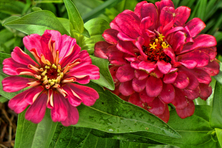 A PAIR OF FLOWERS