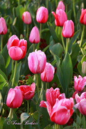 Pink Beauties