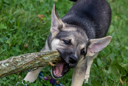 Branch Manager