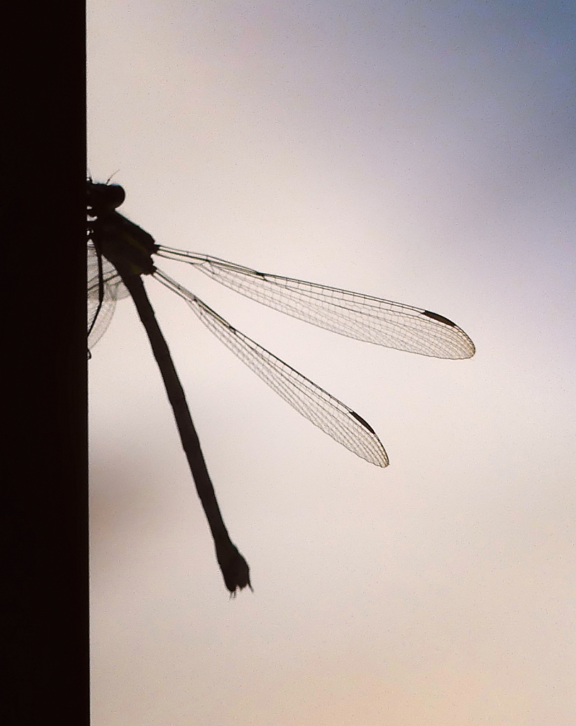 Dragonfly Silhouette