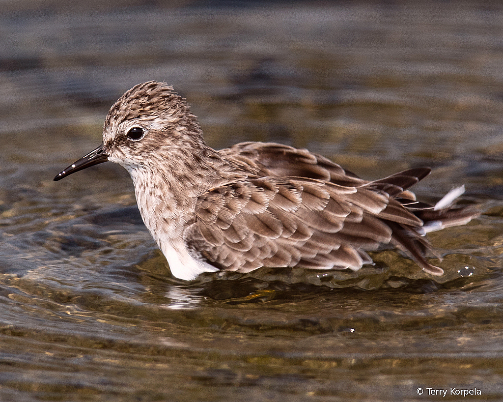 Least Sandpiper