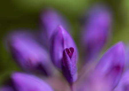 The heart of a Lupine