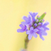 © Kitty R. Kono PhotoID# 15848522: Blue Wildflower