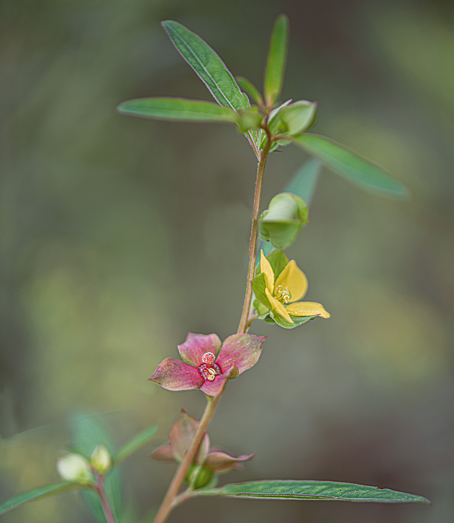 Wildflower