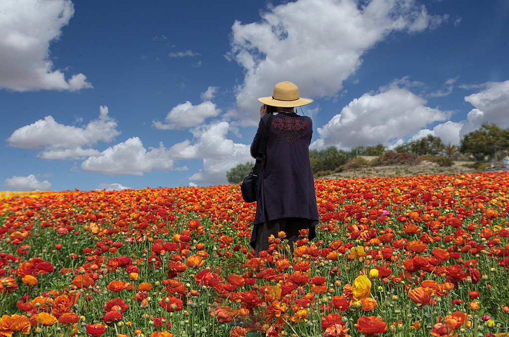 Carlsbad Flower Fields