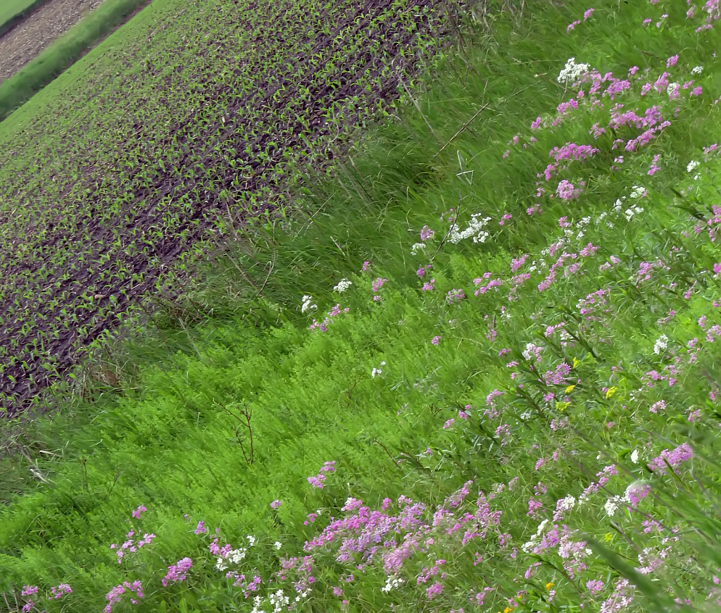 Wildflowers At An Angle