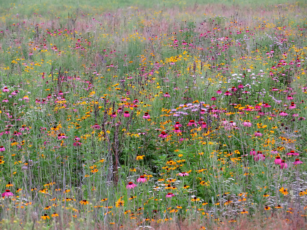 Wildflower Field