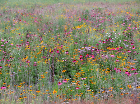 Wildflower Field