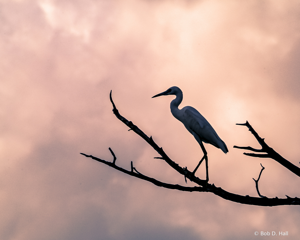 Egret Sihouette