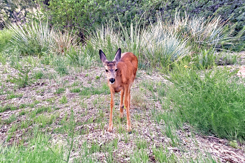 Curious Deer