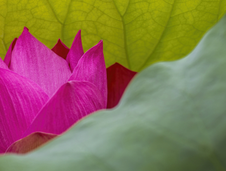 Hidden Lotus Blossom