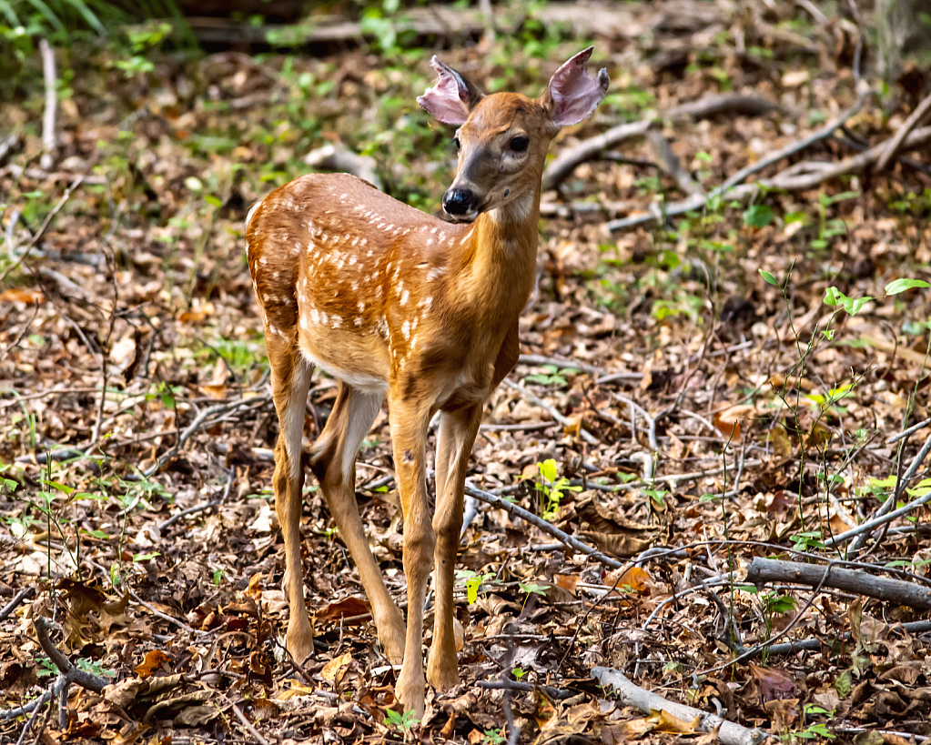 Fawn In The Wood
