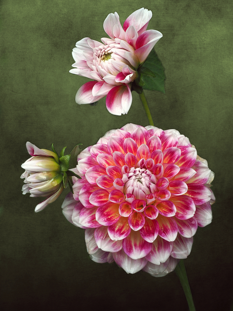 Dahlia Trio