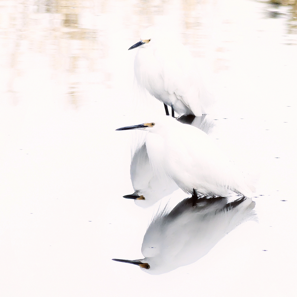 Snowy Egrets