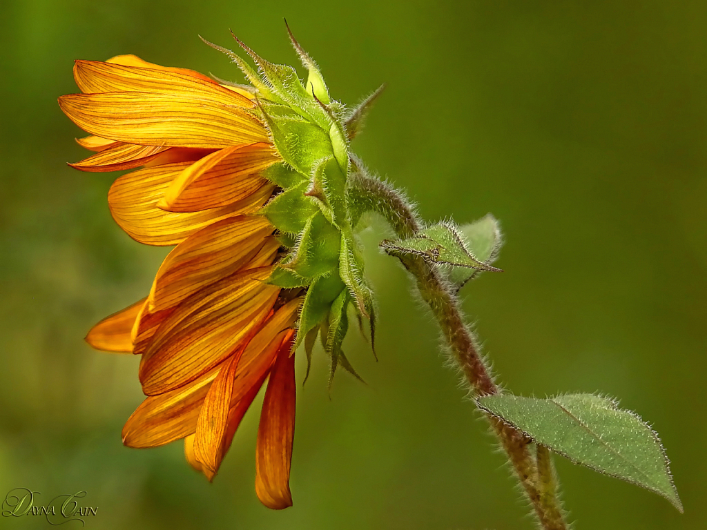 Sunset Sunflower