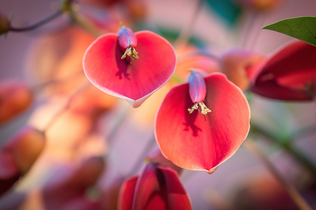 Erythrina crista-galli Blüten