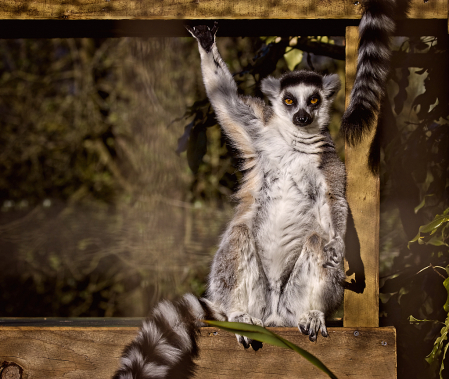 Lemur holding on