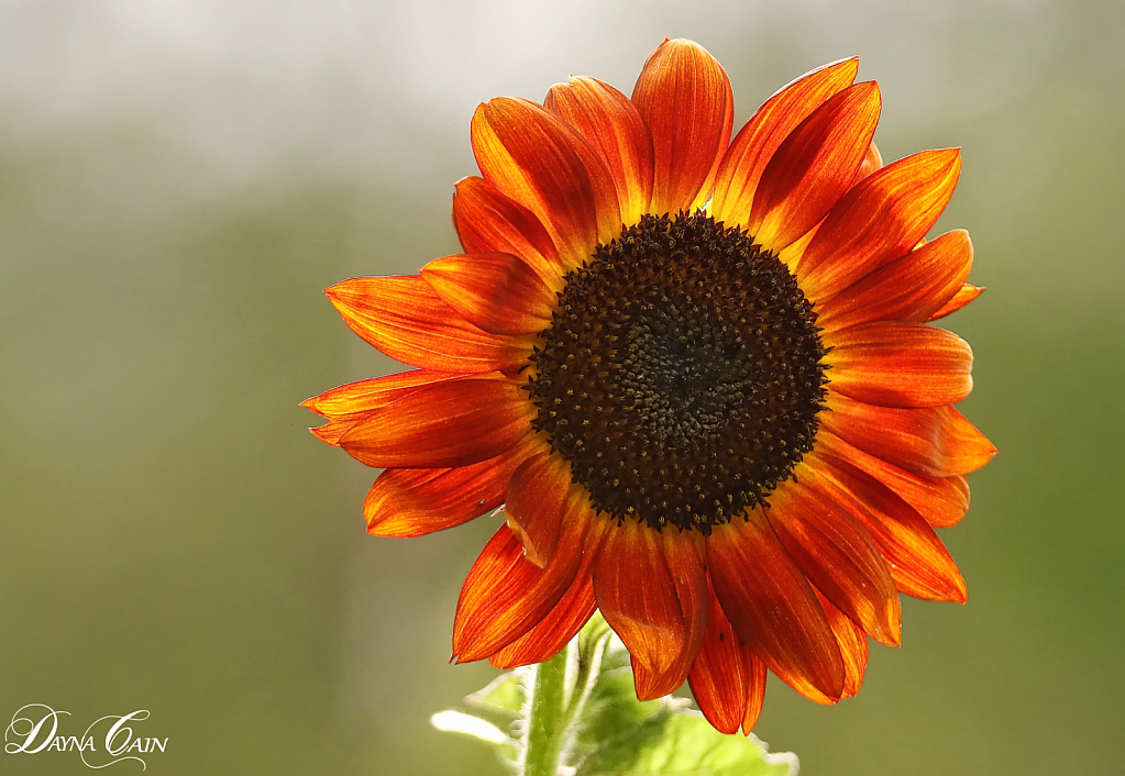 Sunflower Colors