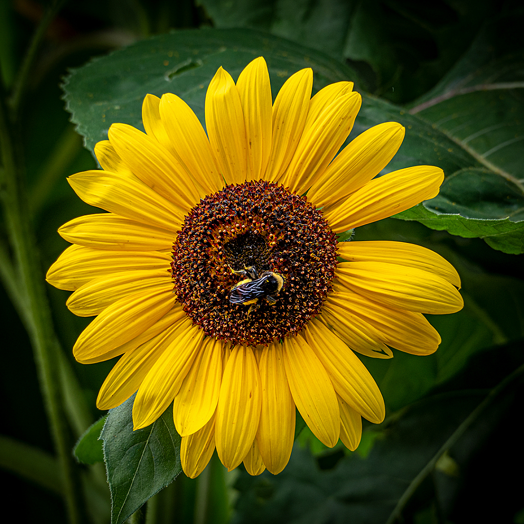 Just a Sunflower