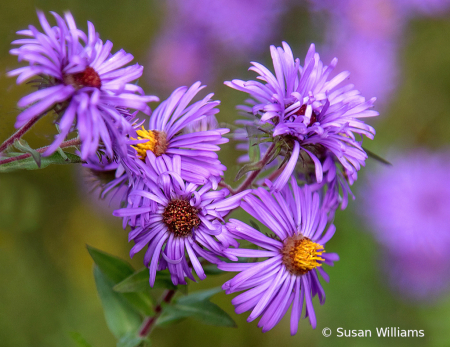 Wildflowers