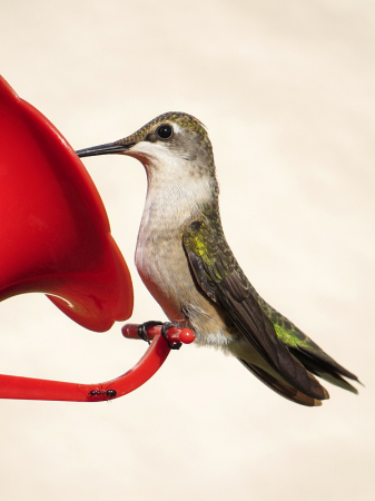 Hummingbird and Friend