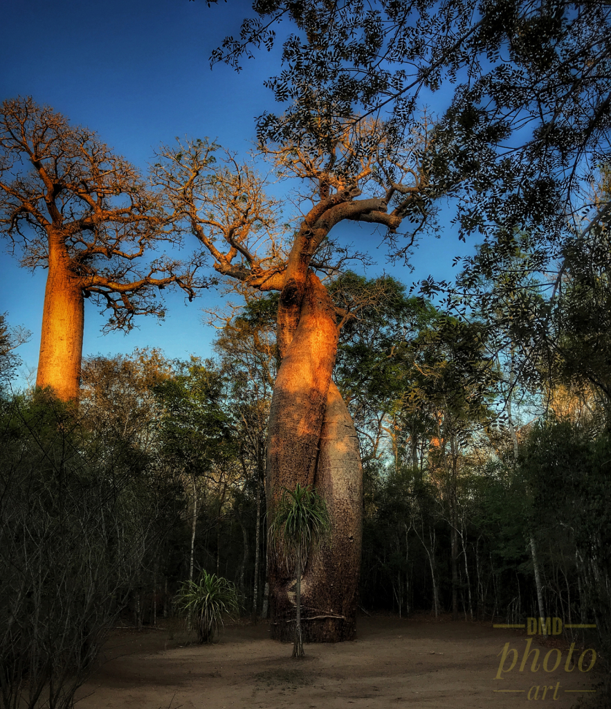 ~ ~ TWISTED BAOBABS ~ ~ 