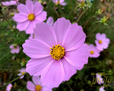 ~ ~ COSMOS PINK ~ ~ 