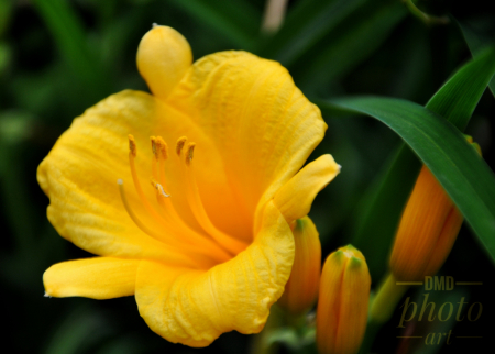 ~ ~ YELLOW DAY LILY ~ ~ 