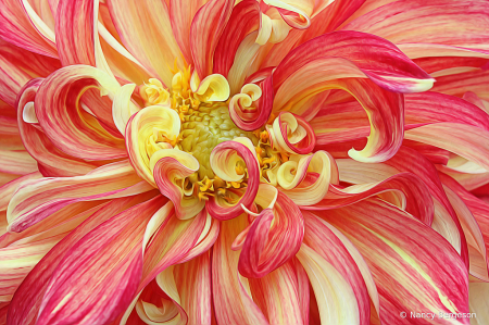 Dahlia Curls