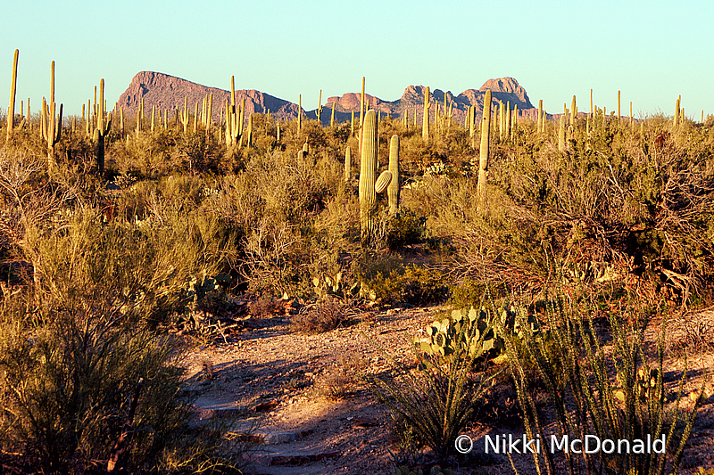 The Sun Sets in Saguaro NP