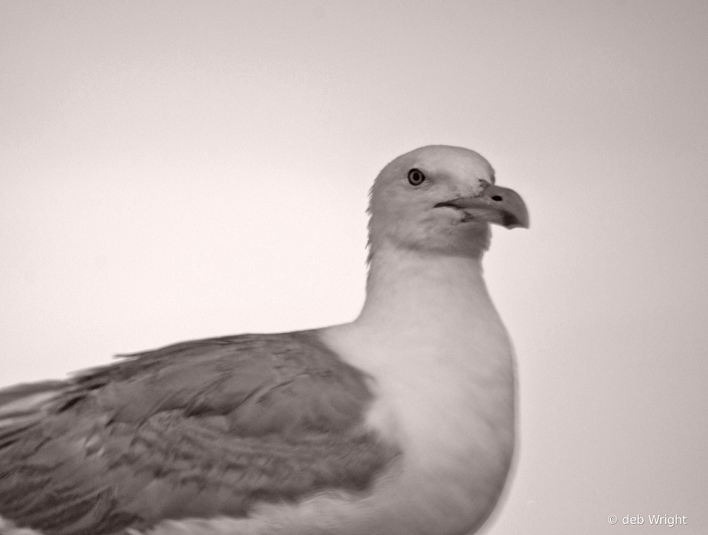 Portrait of a Gull - ID: 15849167 © deb Wright