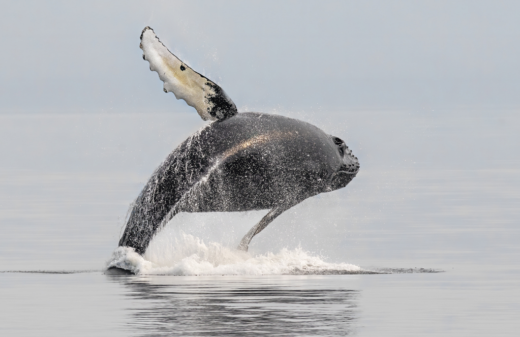 Humpback Breaching  